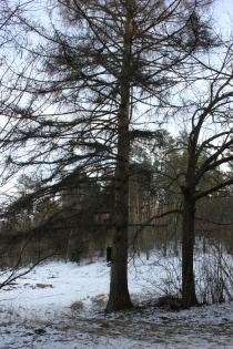 Geri Vakarai Maumedis.JPG