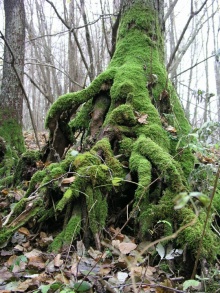 Dainių Ragankalnio medis 2005 m..jpg