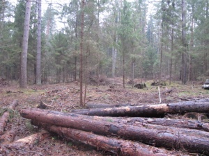 Astragai I po audros 2011.jpg