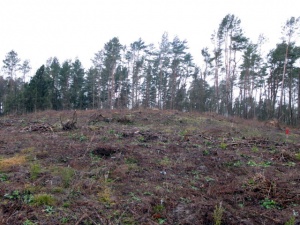 Dovainoniu Kapitoniskiu I pilkapynas 2010.jpg