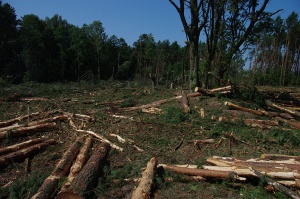 Dovainoniu Kapitoniskiu II 2010 kertant miska.jpg