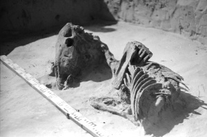 Kapitoniskiu pilkapynas Pilk 22 rastas zirgo kapas LIIR neg.nr.3440.jpg