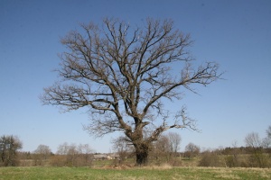 Palimšio ąžuolas.JPG