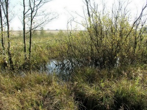 Zydisiu akivarai 2007-10-16.JPG