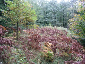 Kleriskiu alkakalnis.JPG