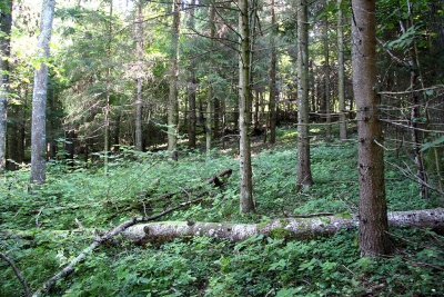 Burciaku piliakalnio slaitas is PV puses 2007-09-07.jpg