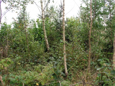 Ginteikiskiu pilkapynas.JPG