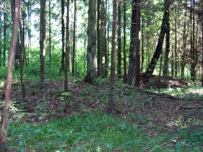 Guroniu Pravieniskiu pilkapynas.jpg